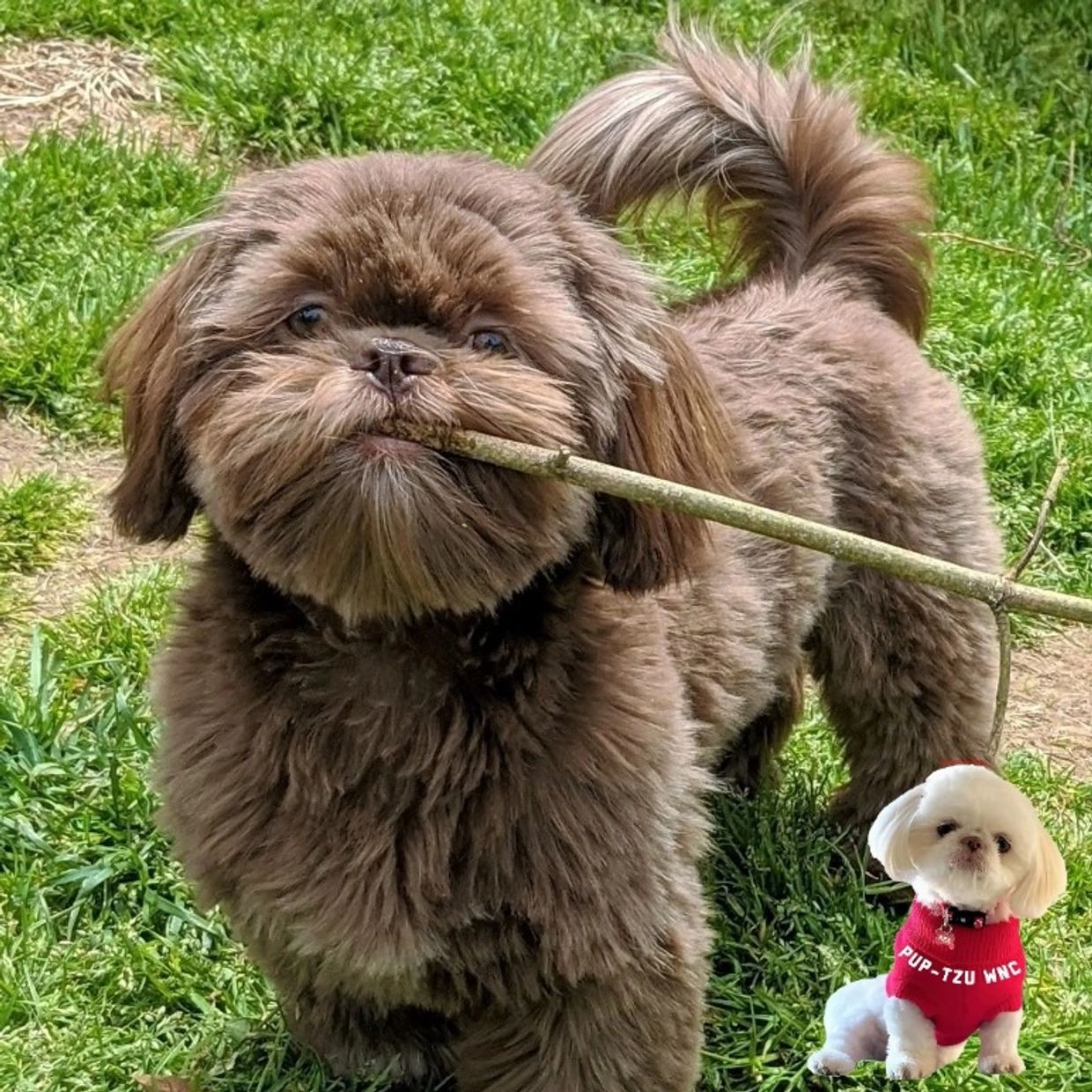 Shih Tzu Coat Colors How Many Colors Are There?